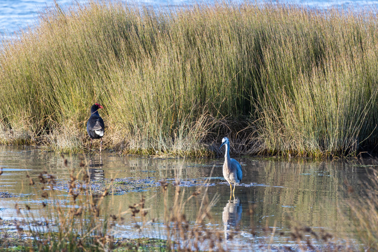 Lees meer over het artikel ‘Wildlife’ spotten in Brooklands Lagoon