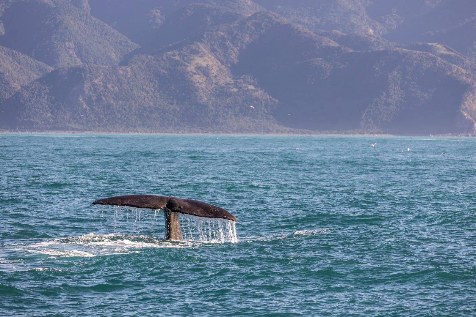 Lees meer over het artikel Kaikoura: Walvissen, speelse dolfijnen en huilende zeehonden!