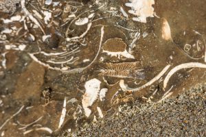 Lees meer over het artikel Fossielen zoeken op Waipara Beach