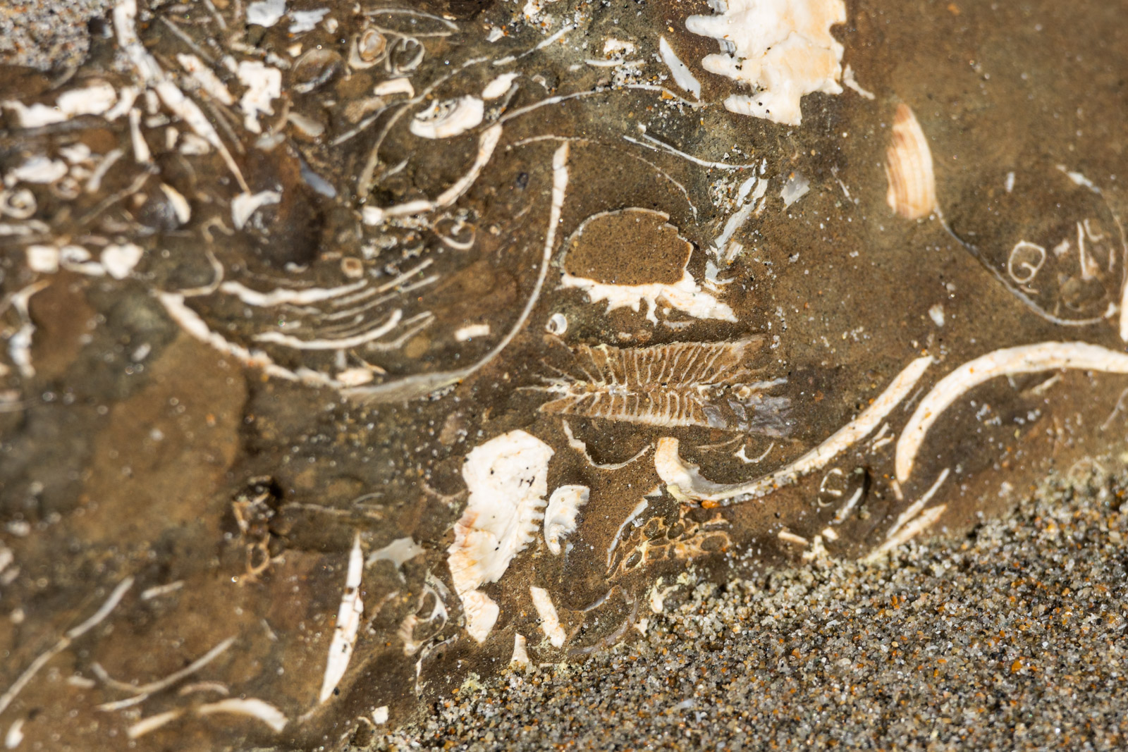 Lees meer over het artikel Fossielen zoeken op Waipara Beach