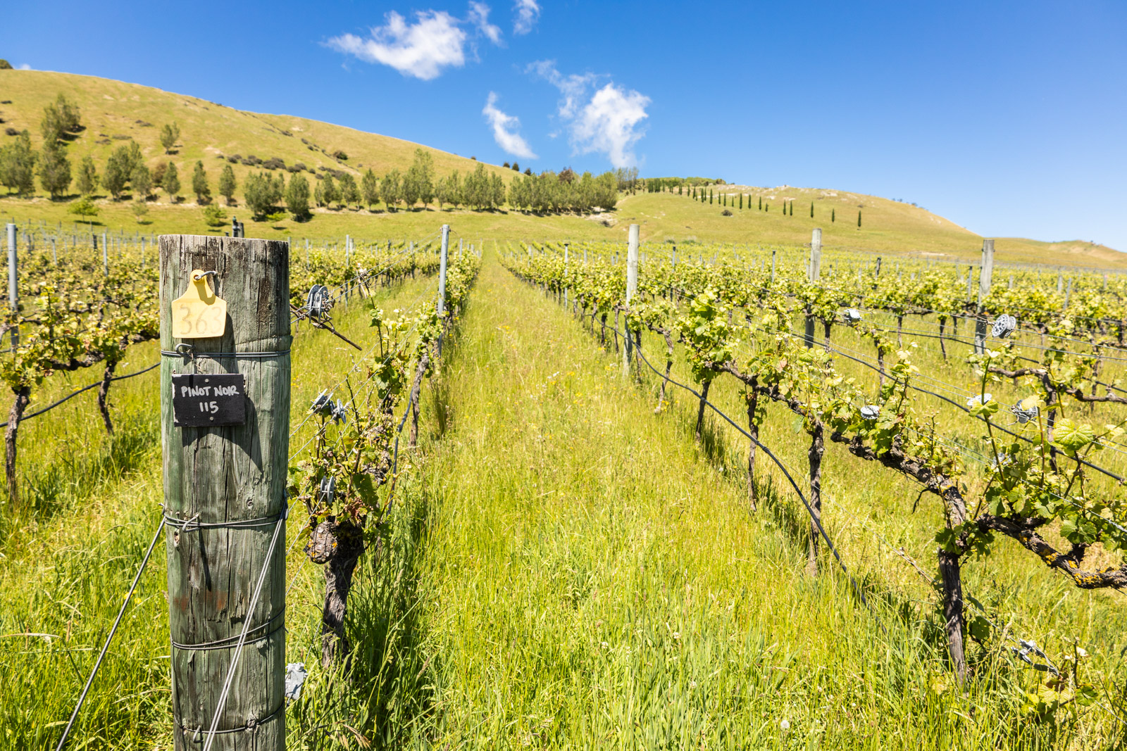 Lees meer over het artikel Waipara Wine Trail